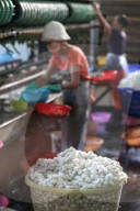 Traditional silk factory. Silkworm cocoons. Dalat. Vietnam.