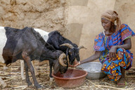 UBTEC NGO in a village near Ouahigouya, Burkina Faso. Cattle breeder Animata Guiro.