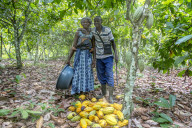 Ivory Coast. Farmer harvesting cocoa with his wife.