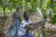 Ivory Coast. Farmer harvesting cocoa with his wife.