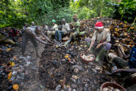 Ivory Coast. Farmers breaking up harvested cocoa pods.
