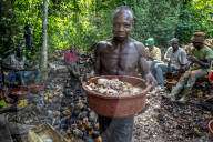 Ivory Coast. Farmers breaking up harvested cocoa pods.