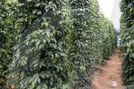Black pepper plantation. Phu Quoc. Vietnam.