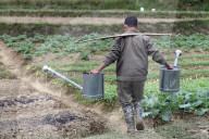 Rural life. Farmer watering vegetable in the field. Bac Son. Vietnam.