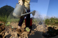 Rural life. Farmer watering vegetable in the field. Bac Son. Vietnam.