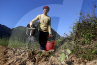 Rural life. Farmer watering vegetable in the field. Bac Son. Vietnam.