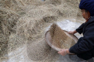 Woman winnowing rice. Lang Son. Vietnam.