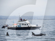 Adult killer whales, Orcinus orca, near research boat in the Monterey Bay National Marine Sanctuary, California, USA.