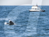 Transient killer whale, Orcinus orca, breaching in the Monterey Bay National Marine Sanctuary, California, USA.