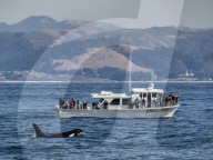 Transient type killer whale, Orcinus orca, surfacing near boat in Monterey Bay National Marine Sanctuary, California, USA.