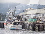 Early morning fog in Monterey Harbor, Monterey Bay National Marine Sanctuary, California, USA.