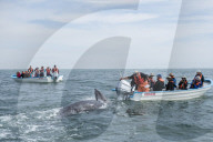 California gray whale calf, Eschrichtius robustus, with whale watchers in San Ignacio Lagoon, Baja California Sur, Mexico.