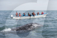 California gray whale calf, Eschrichtius robustus, with whale watchers in San Ignacio Lagoon, Baja California Sur, Mexico.