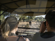 An African bush elephant, Loxodonta africana, near a safari truck in South Luangwa National Park, Zambia.