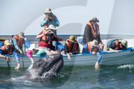 California gray whale calf, Eschrichtius robustus, with whale watchers in San Ignacio Lagoon, Baja California Sur, Mexico.