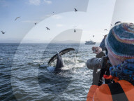 Humpback whale, Megaptera novaeangliae, flukes-up dive in Monterey Bay National Marine Sanctuary, California, USA.