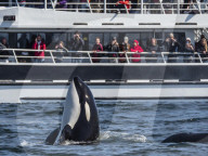 Transient type killer whale, Orcinus orca, spy-hopping near boat in Monterey Bay National Marine Sanctuary, California, USA.