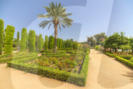 Palm trees and hedges, Jardines del Alcazar, ornamental gardens of Alcazar de los Reyes Cristianos, Cordoba, Andalusia, Spain