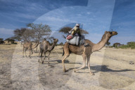 Camel Carawan between Faya-Largeaux and NÂ´Djamena, Chad, Africa