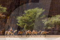 Camel caravan, Guelta d'Archei waterhole, Unesco sight Ennedi plateau, Chad, Africa