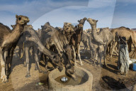 Camels at a water hole in the Unesco world heritage, Ennedi plateau, Chad, Africa
