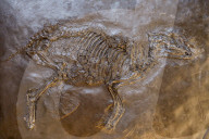 Well preserved fossils in the Unesco world heritage sight Messel pit, Hesse, Germany