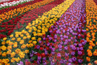 Tulips and Windmills in Keukenhof garden