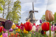 Tulips and Windmills in Keukenhof garden