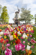 Tulips and Windmills in Keukenhof garden