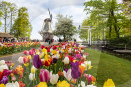 Tulips and Windmills in Keukenhof garden