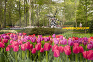 Tulips and Windmills in Keukenhof garden