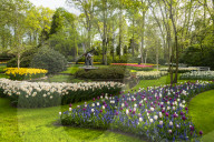 Tulips and Windmills in Keukenhof garden
