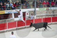 Camargue Bull running. Camargue, Rhone, France