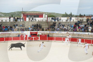 Camargue Bull running. Camargue, Rhone, France