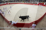 Camargue Bull running. Camargue, Rhone, France