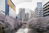 Early morning on the Meguro River