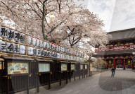 Sensoji Temple in Cherry blossom season