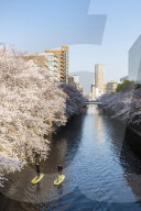 Early morning on the Meguro River