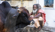 A local man and a buffalo in Udaipur, Rajasthan, India, Asia,