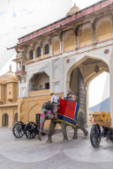 Elephants walking through the entrance gate at Amer Palace and Fort, Jaipur, Rajasthan, India, Asia,