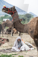 Camel herder early in the morning at the Pushkar Camel fair, Pushkar, Rajasthan, India, Asia,