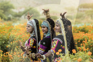 Local dancers in a marigold farm in Pushkar, Rajasthan, India, Asia,