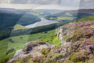 Summer heather in full bloom along Bamford Edge above the Ladybower reservoir in the Peak District