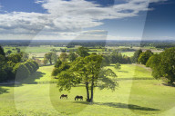 Horses grazing in a paddock at the hilltop village of Crayke in North Yorkshire