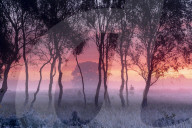 A misty cool sunrise over Strensall Common near York, North Yorkshire, UK.