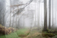 Foggy autumn woods at Wass Bank near Helmsley, The North Yorkshire Moors, England