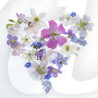 Spring flowers, geraniums, borrage, herb, blue, white, pink