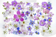 Spring flowers, geraniums, borrage, herb, blue, white, pink
