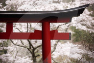 Torii gate during cherry blossom season, Hakuryu-en garden, Kyoto, Japan