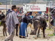 Saturday Livestock Market, Otavalo, Imbabura Province, Ecuador